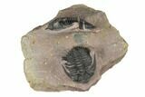 Double Metacanthina Trilobite Specimen - Lghaft, Morocco #186712-1